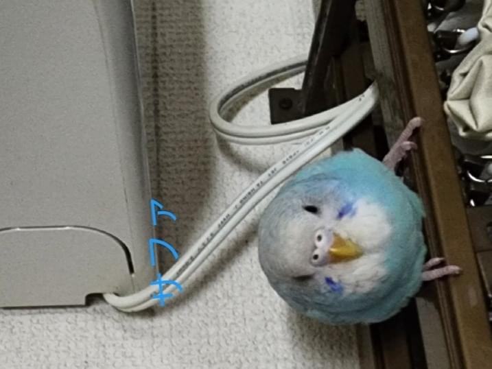 サファちゃん サファちゃん