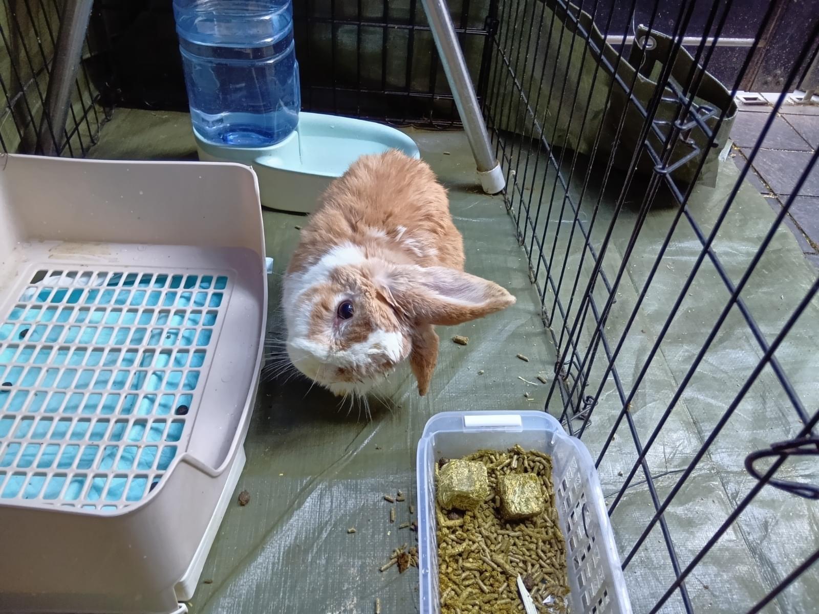 うさちちゃん うさちちゃん