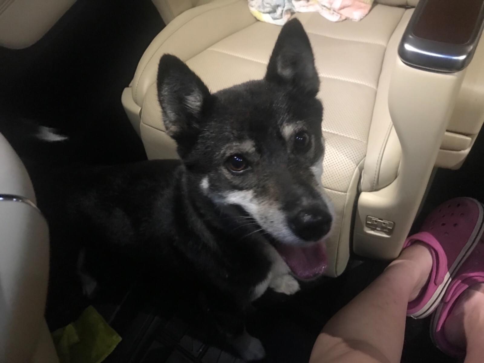 保護された犬 保護された犬