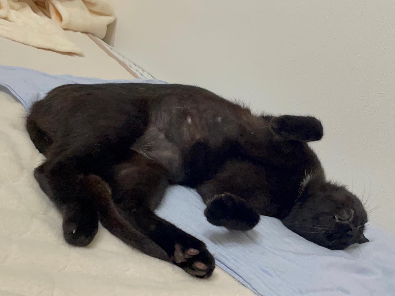保護された猫 保護された猫