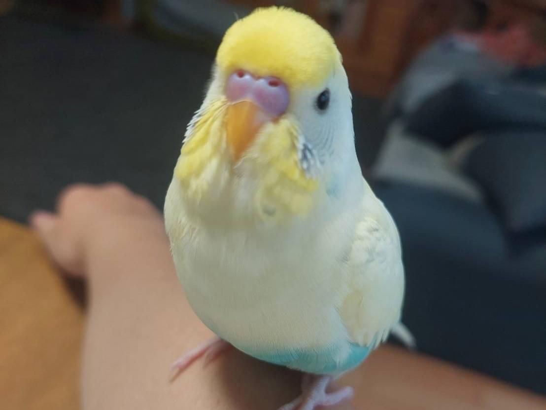 【本編フル】【orev129】いと（赤名いと、俺の素人-Z-） | AV名鑑