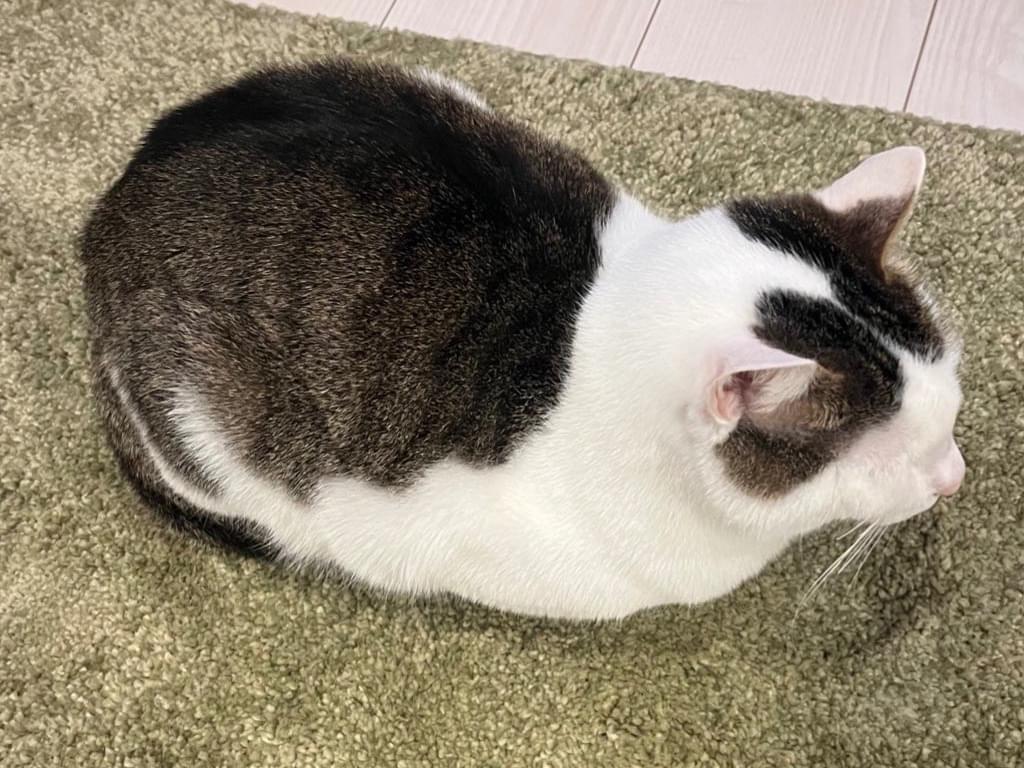 まきすちゃん まきすちゃん