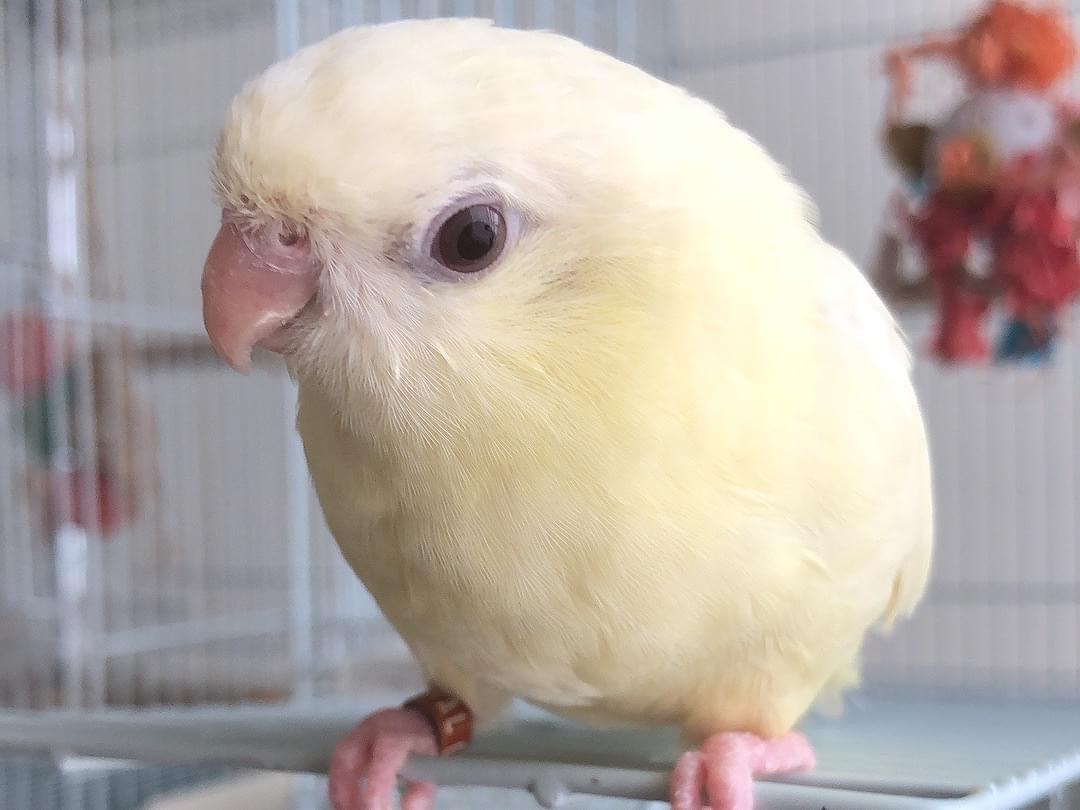 サトシちゃん サトシちゃん