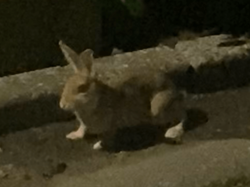 目撃されたペット 目撃されたペット