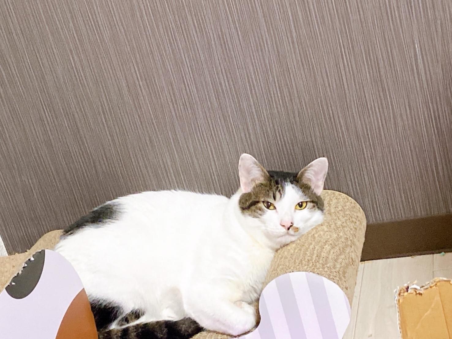アポロちゃん アポロちゃん
