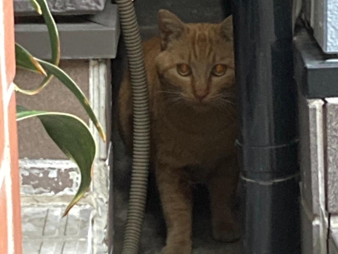 目撃された猫 目撃された猫