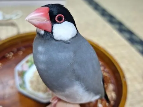 桜文鳥オス(3歳成鳥)