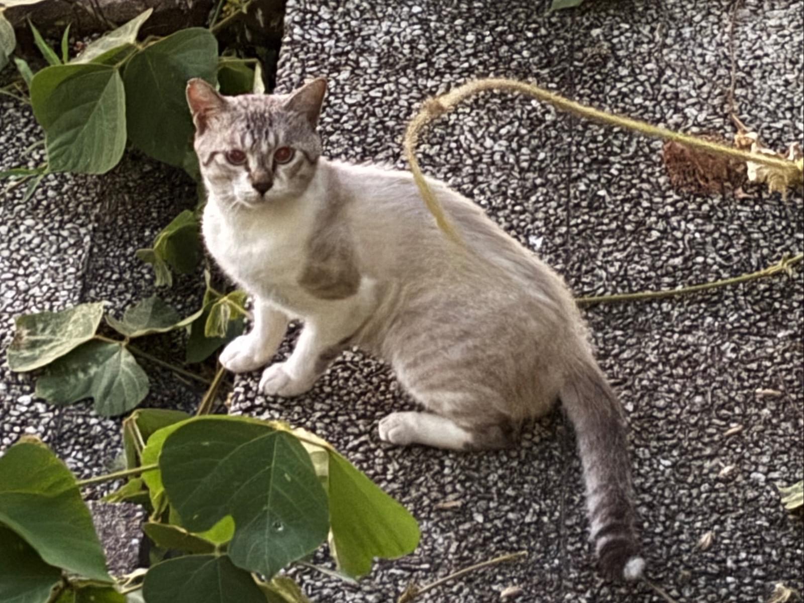 目撃された猫 目撃された猫