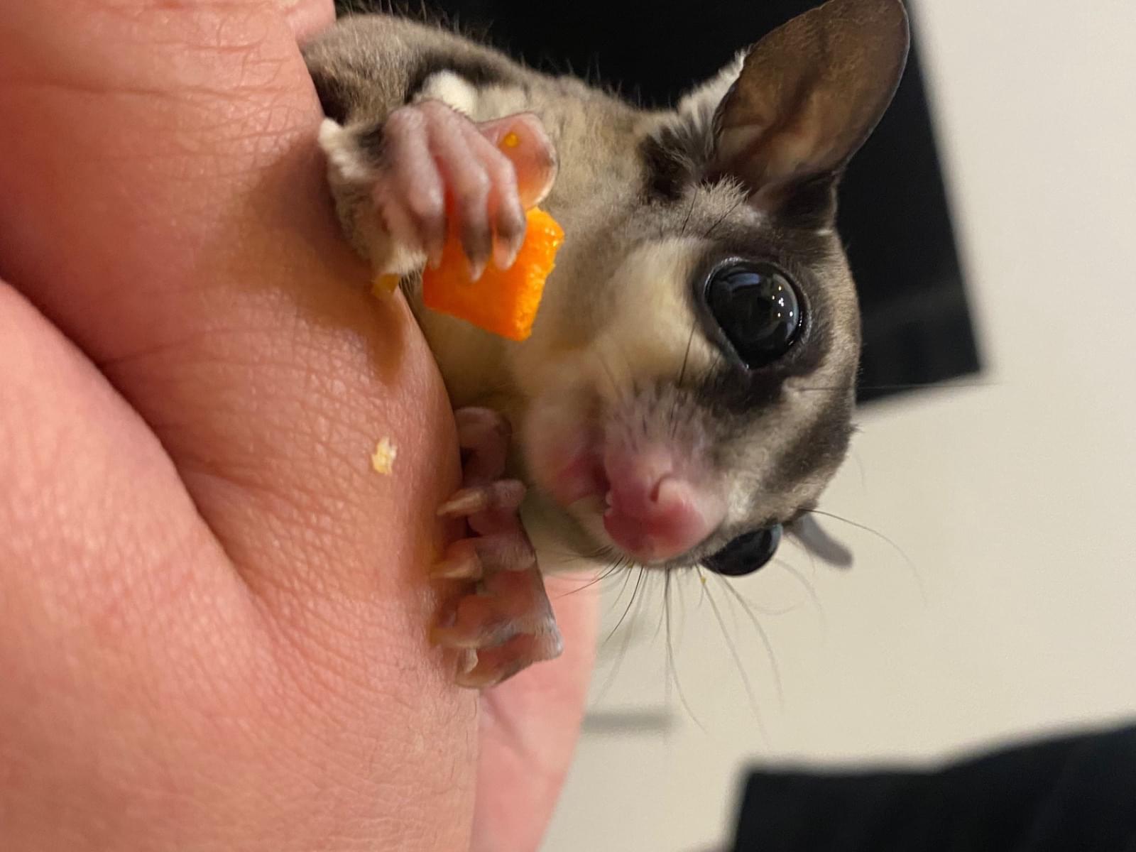 ピー助ちゃん ピー助ちゃん
