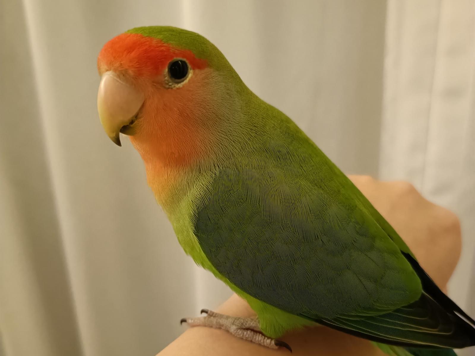 保護された鳥