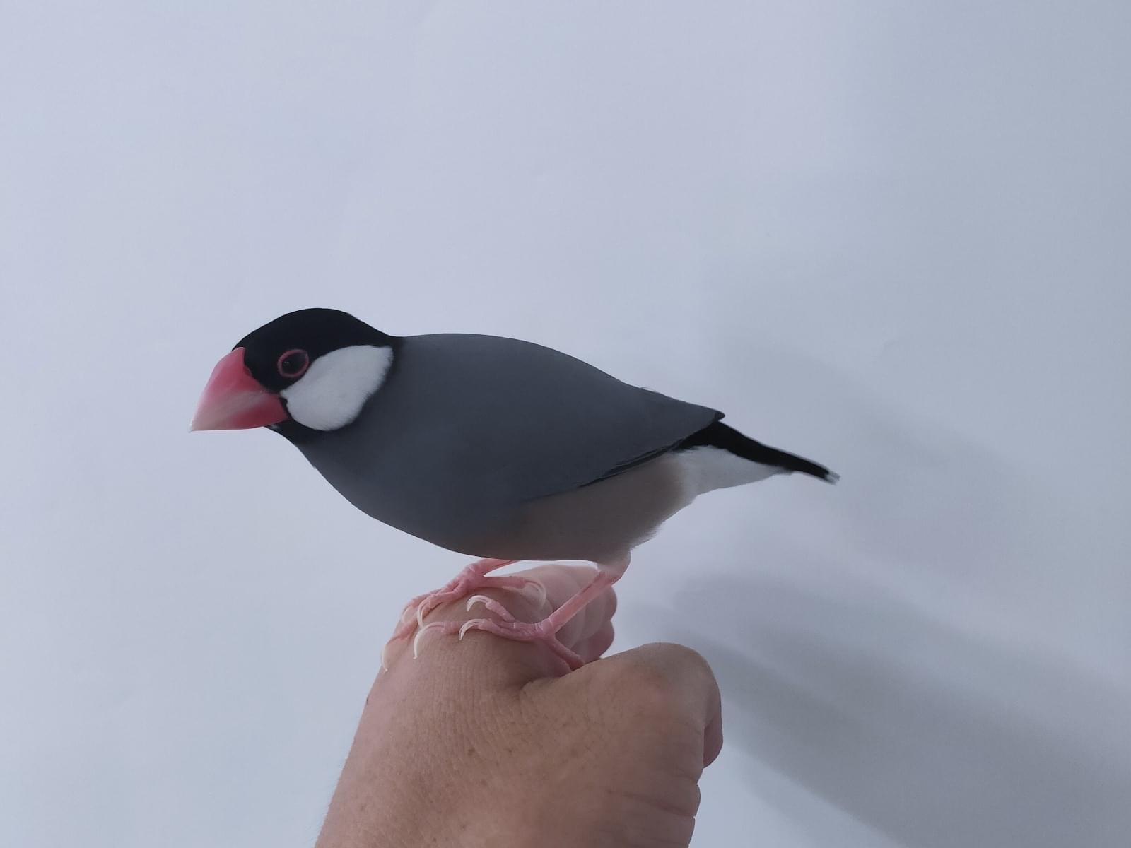 保護された鳥 保護された鳥