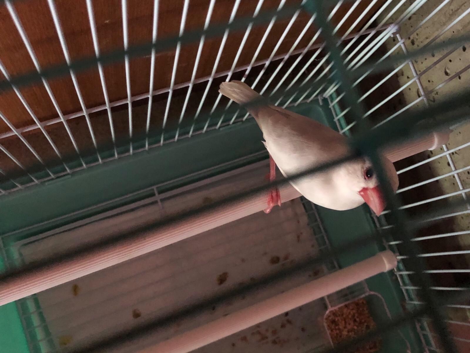 保護された鳥 保護された鳥