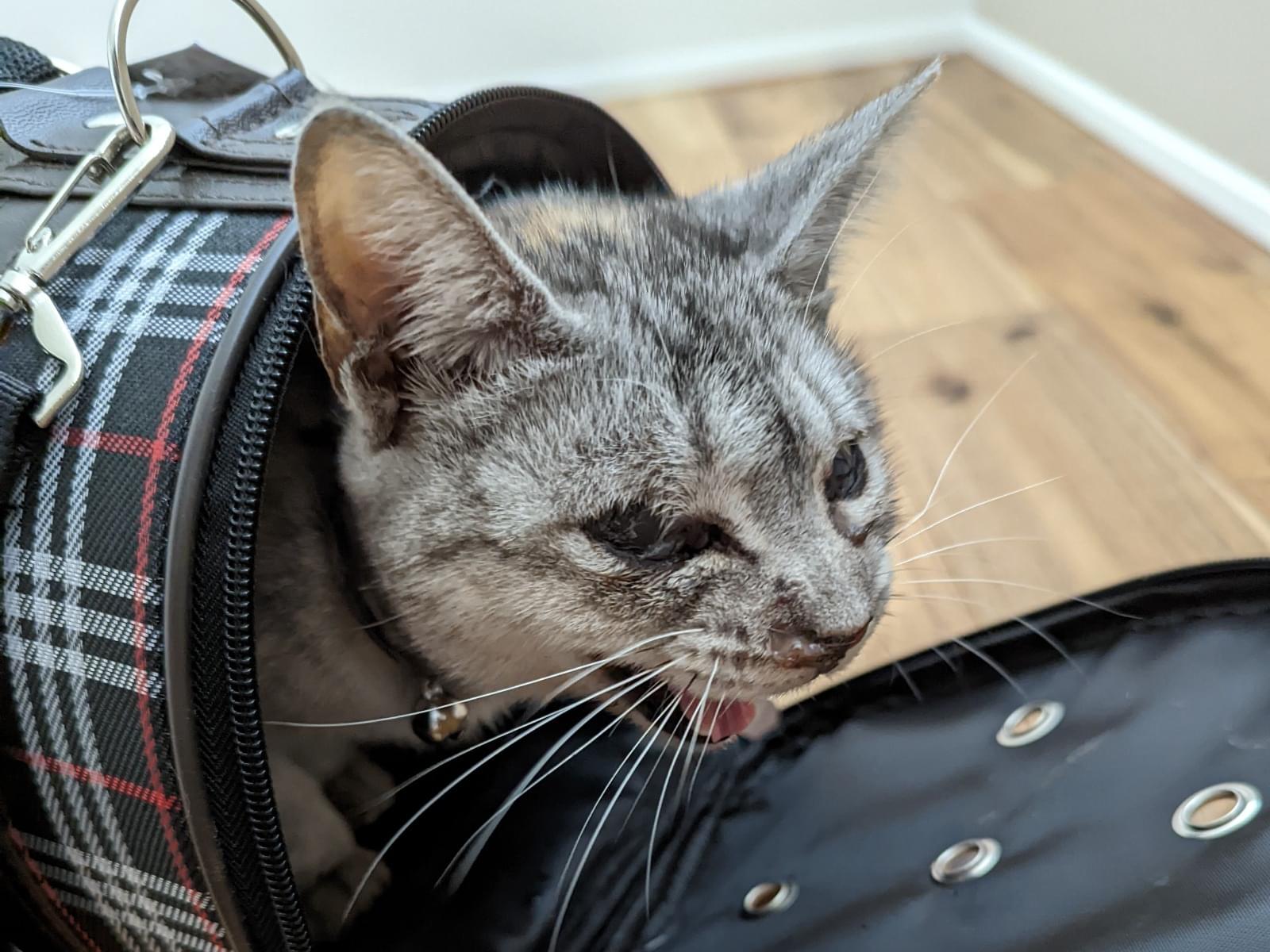保護された猫 保護された猫