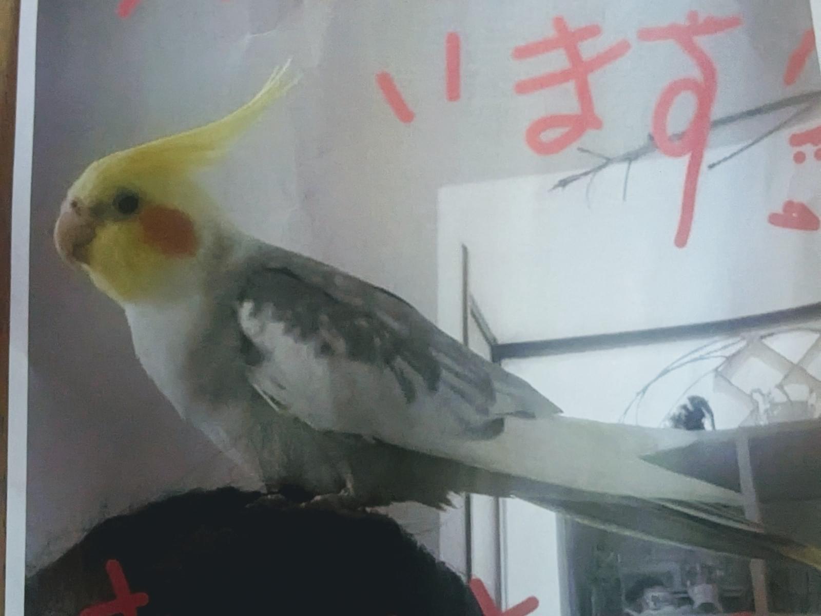 キューちゃん キューちゃん