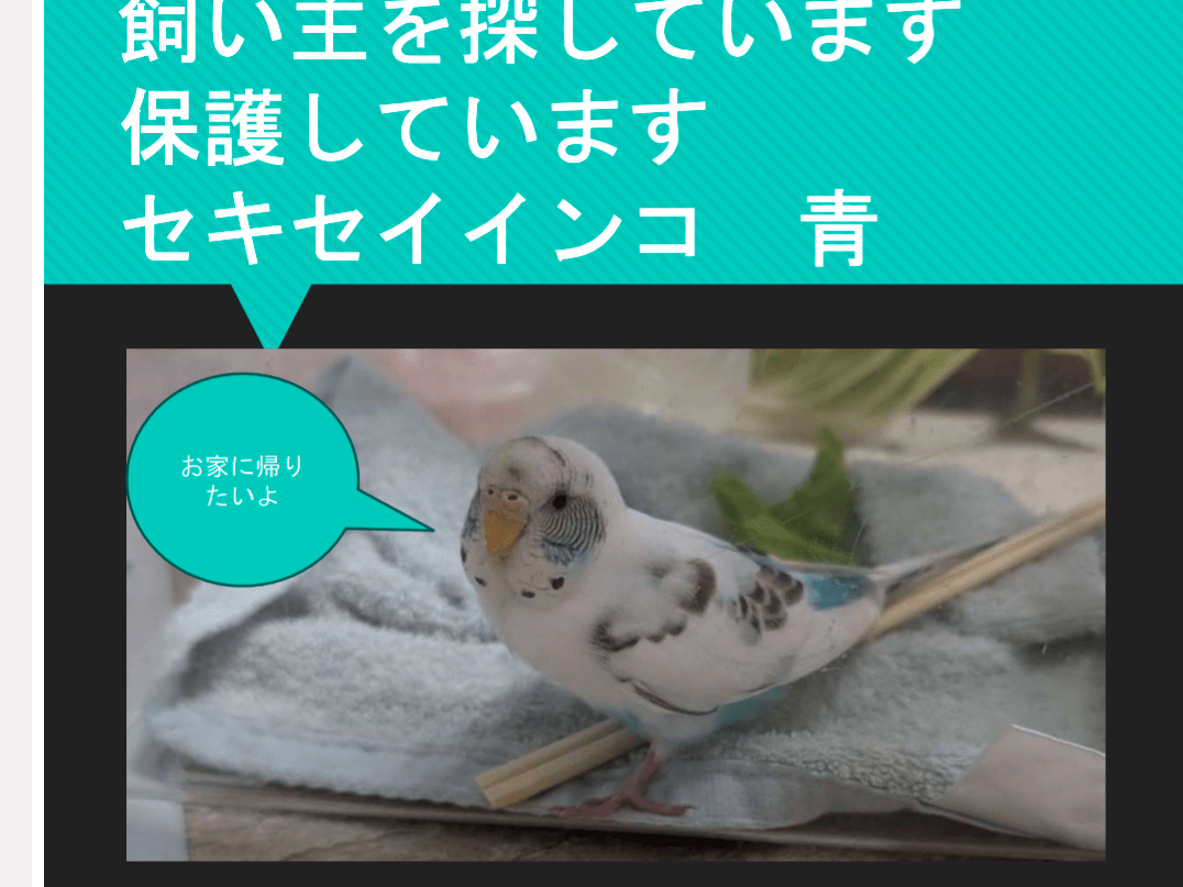保護された鳥 保護された鳥