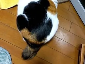右耳桜カットの三毛猫を探しています