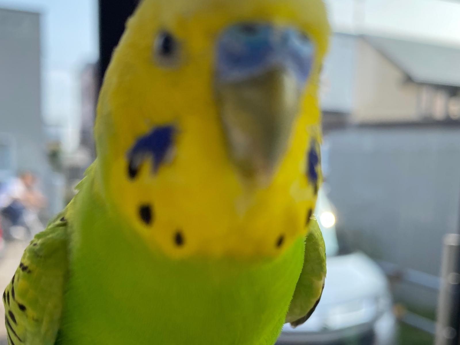 保護された鳥 保護された鳥