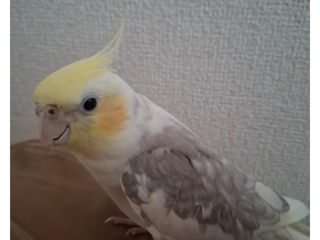 パモちゃん