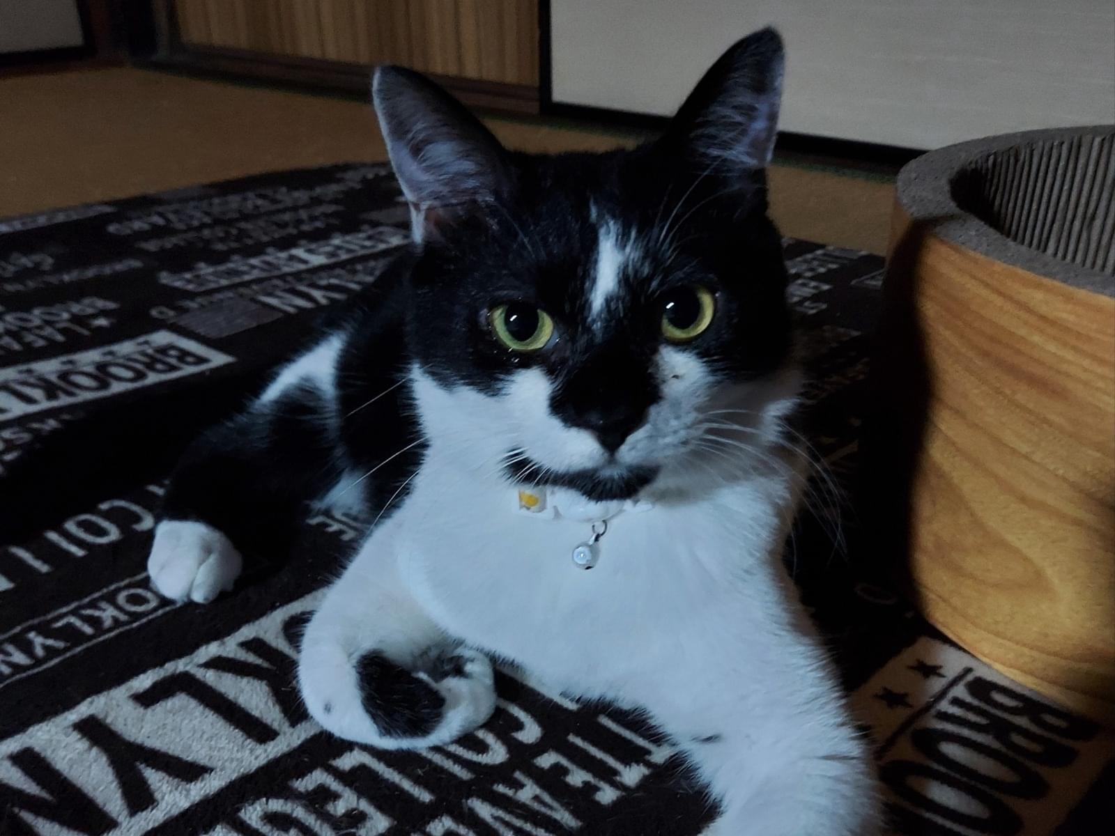 ほたるちゃん ほたるちゃん