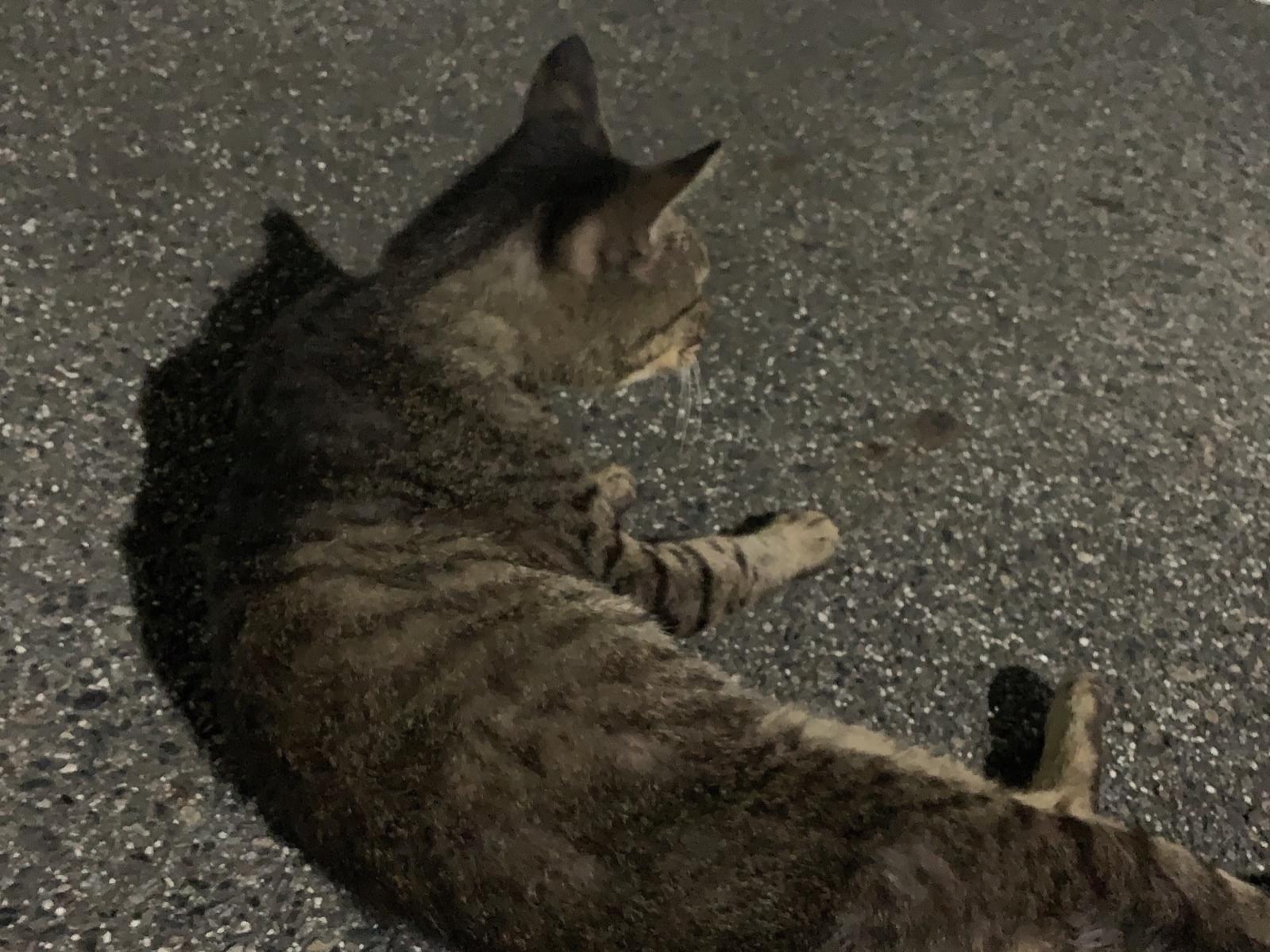 目撃された猫 目撃された猫