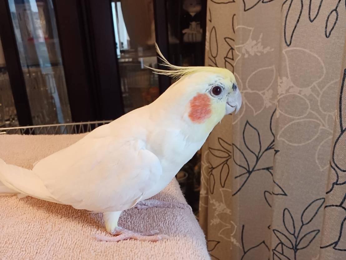 保護された鳥 保護された鳥