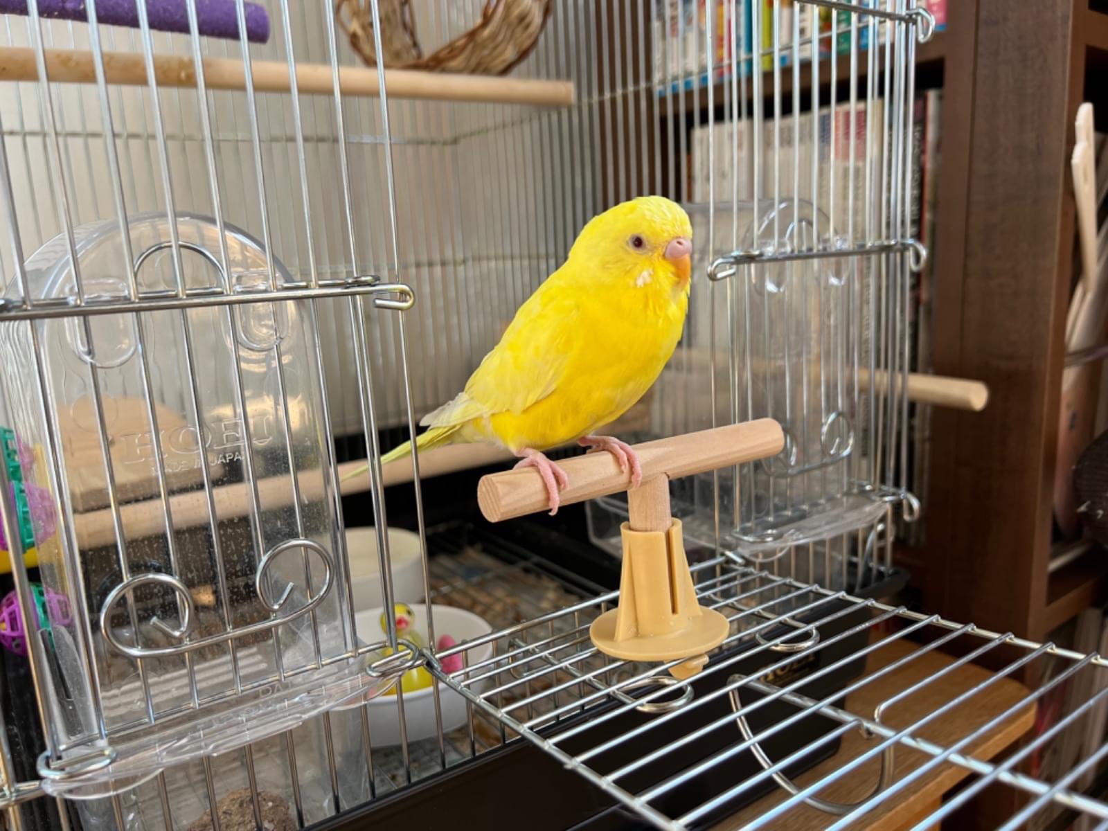 ステラちゃん ステラちゃん
