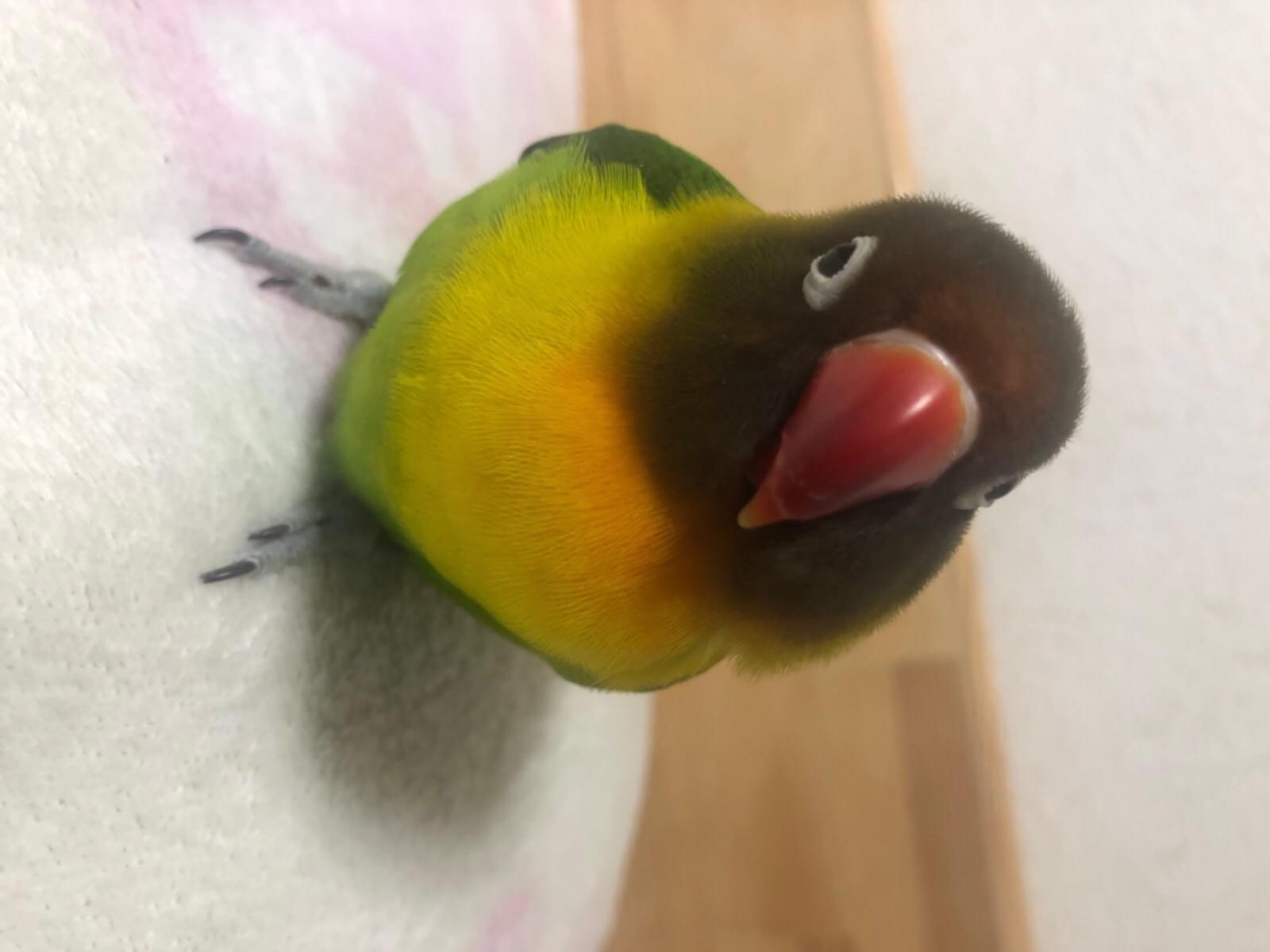 ぴーこちゃん ぴーこちゃん