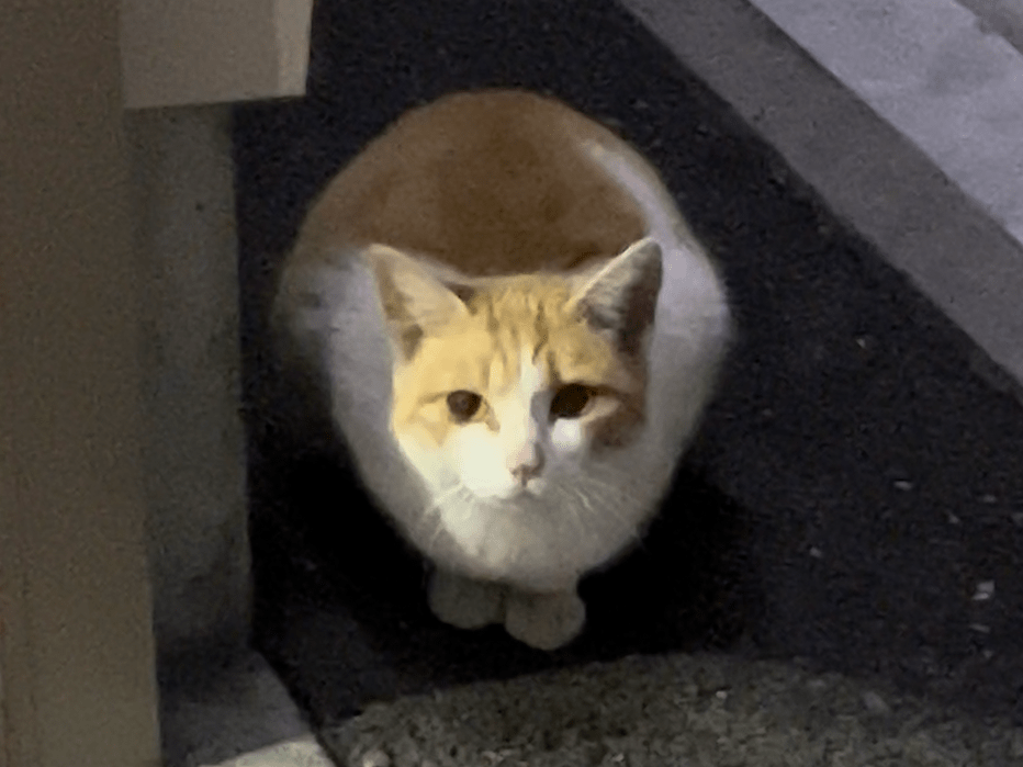 目撃された猫 目撃された猫