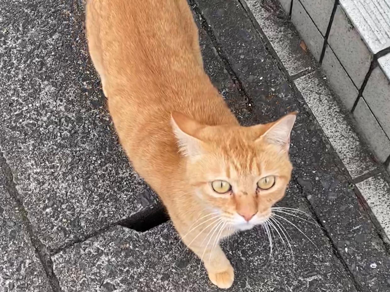 いちごちゃん いちごちゃん