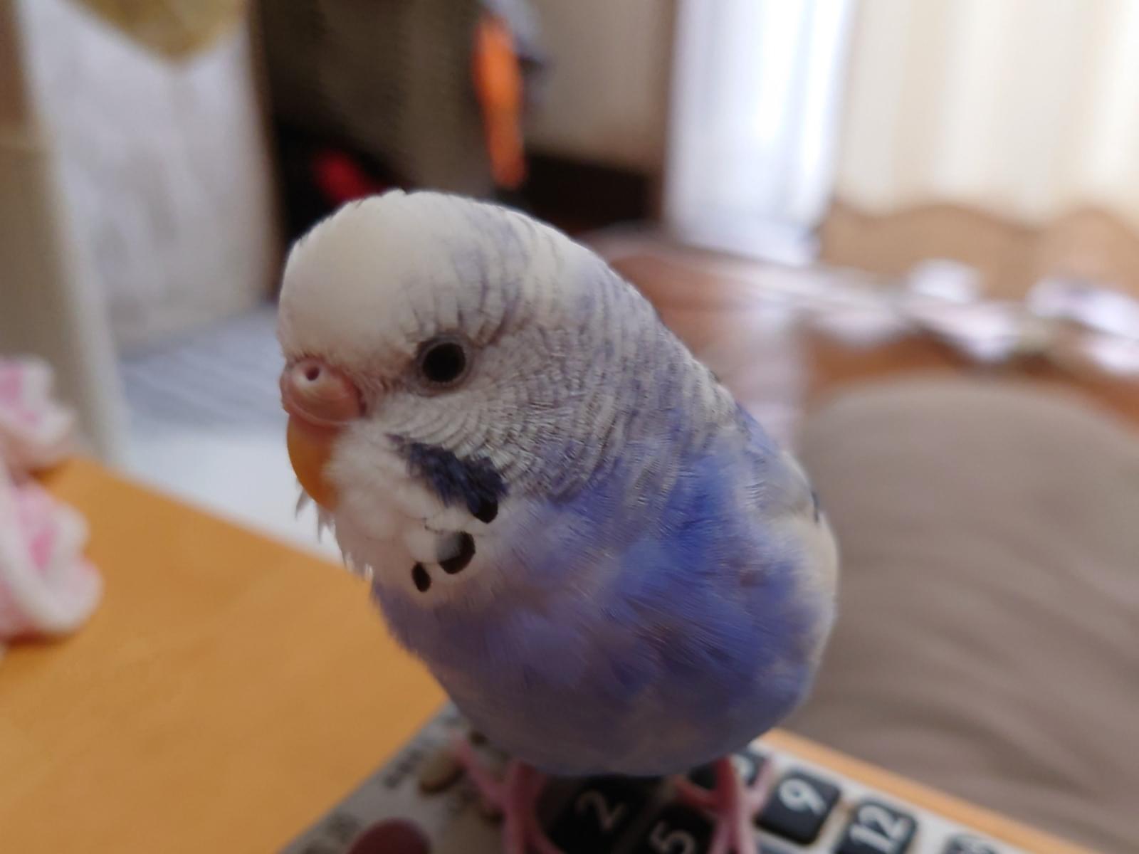 ふくちゃん ふくちゃん