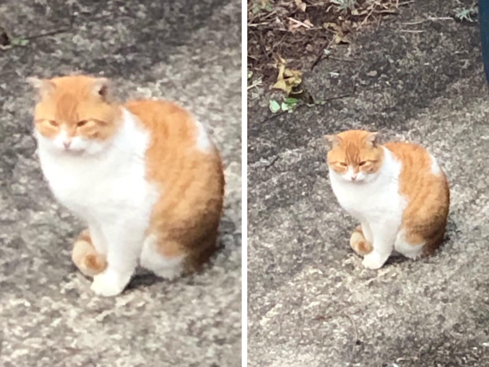 目撃された猫 目撃された猫