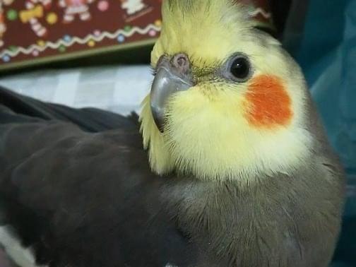 らいむちゃん らいむちゃん