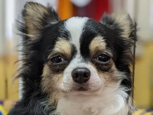 チワワ♂を探しています!