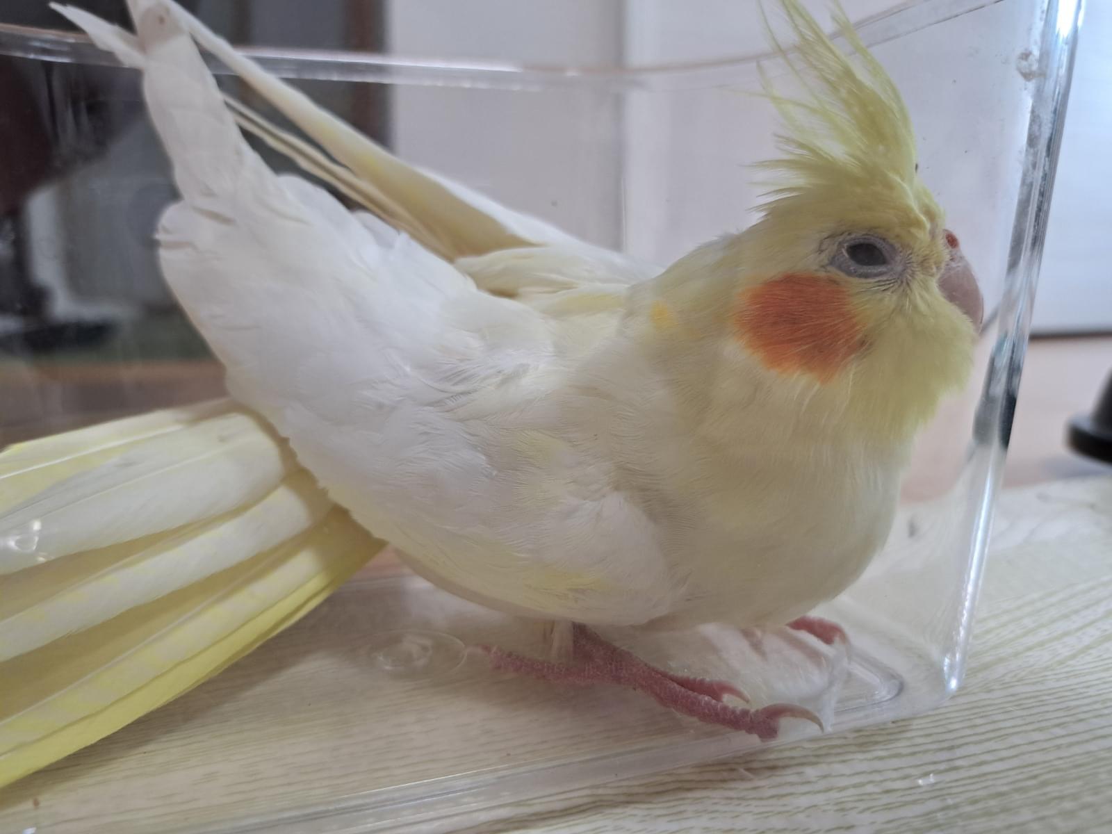 保護された鳥