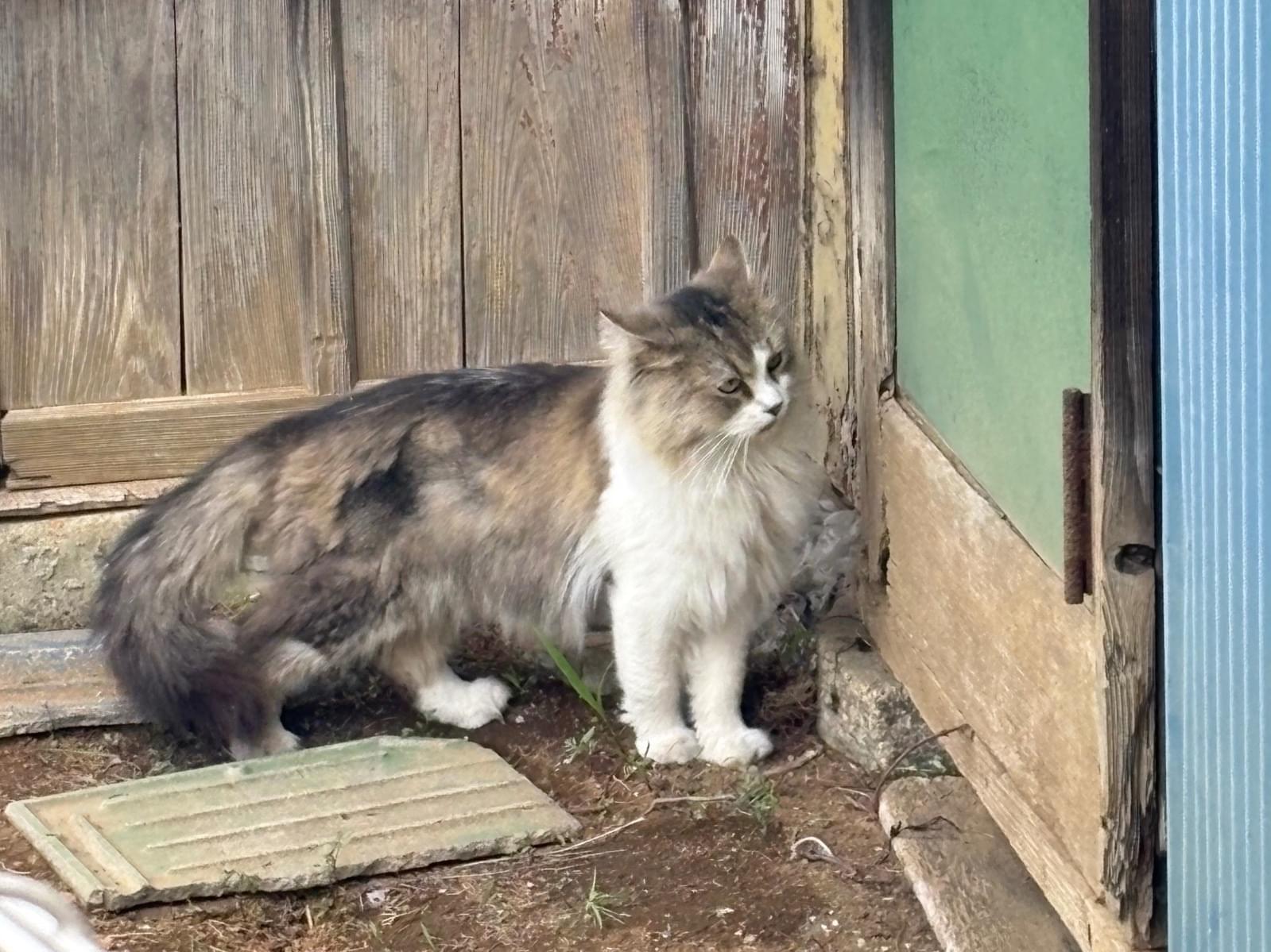 目撃された猫