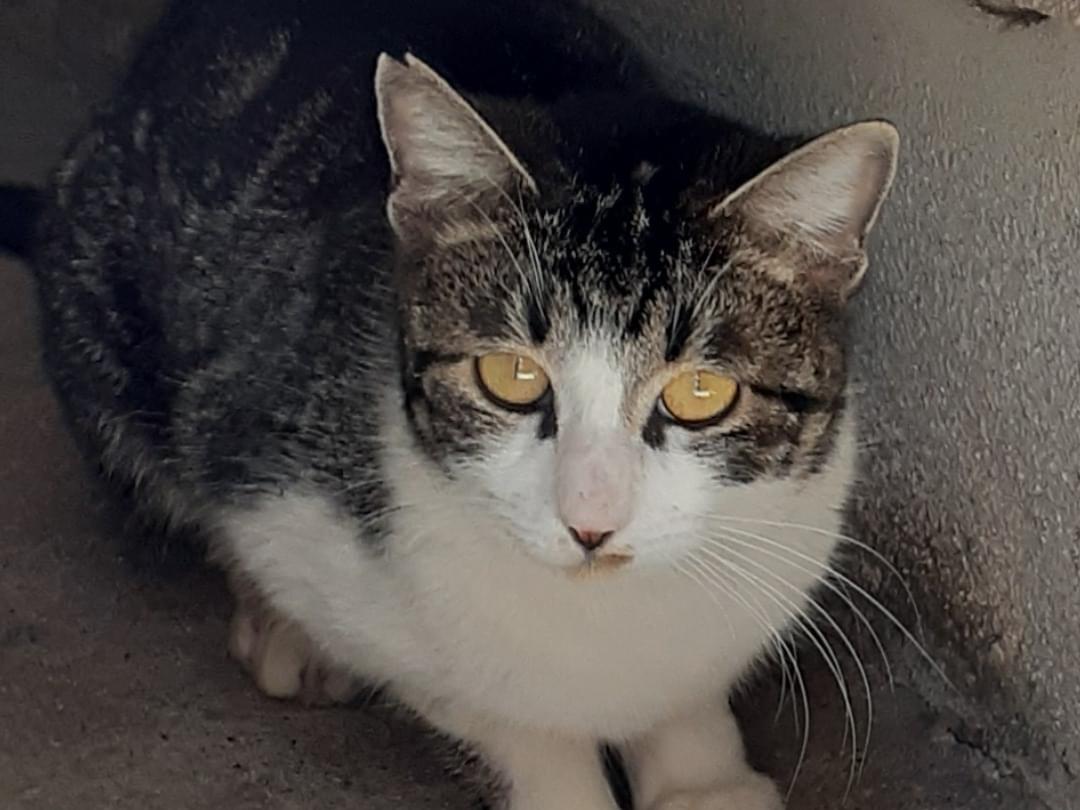 目撃された猫 目撃された猫