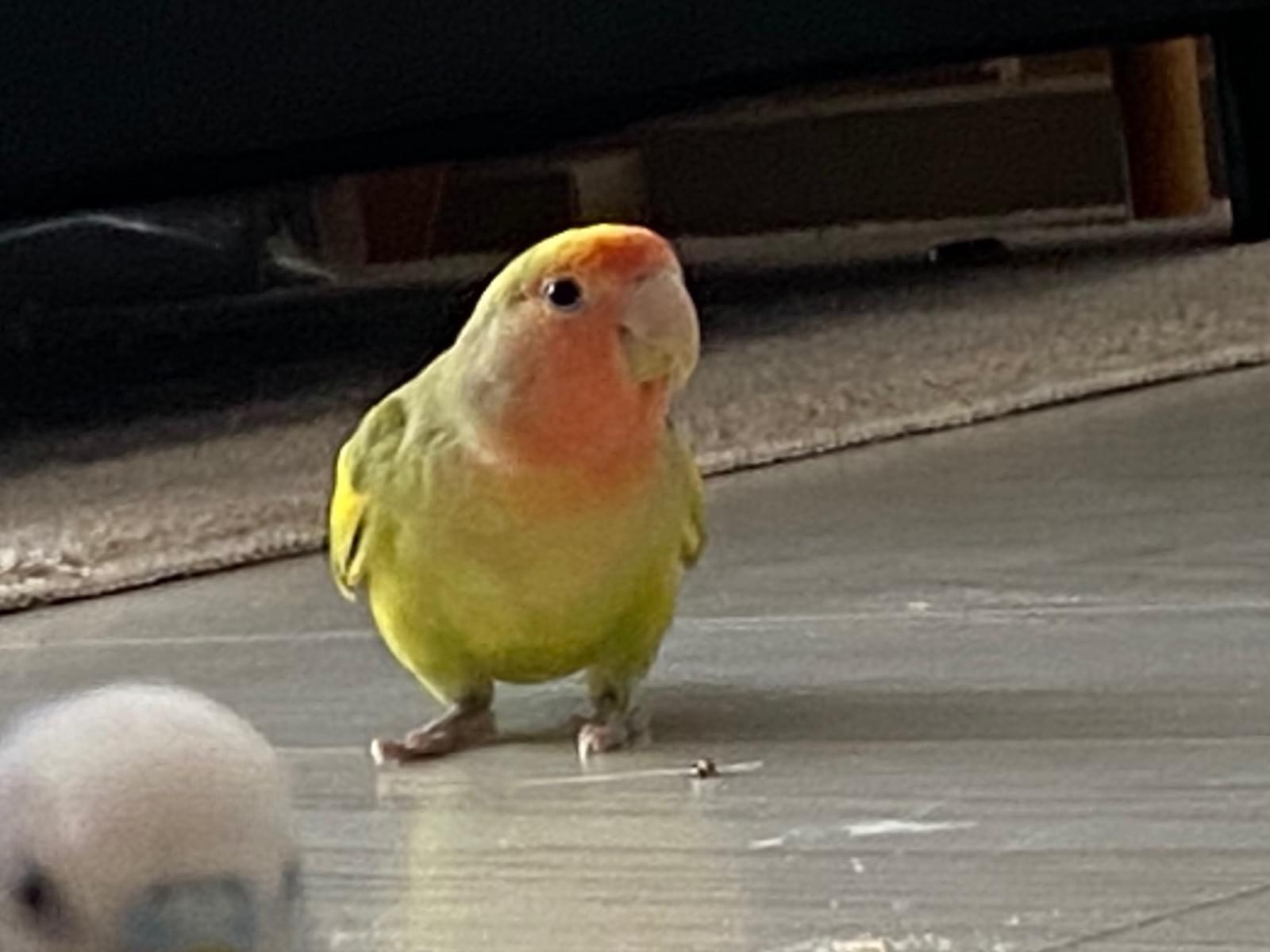 わかばちゃん わかばちゃん