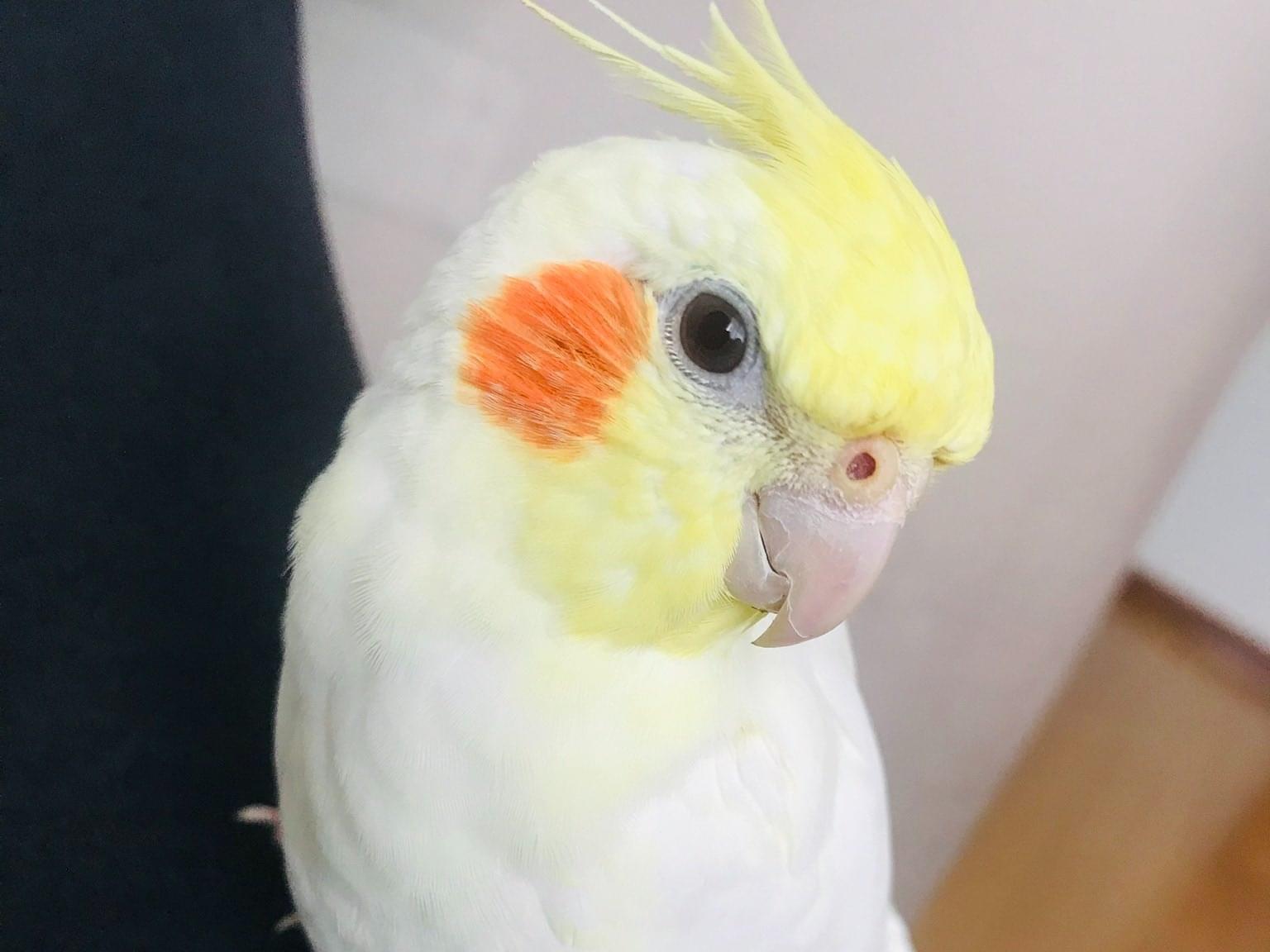 ごまちゃん ごまちゃん