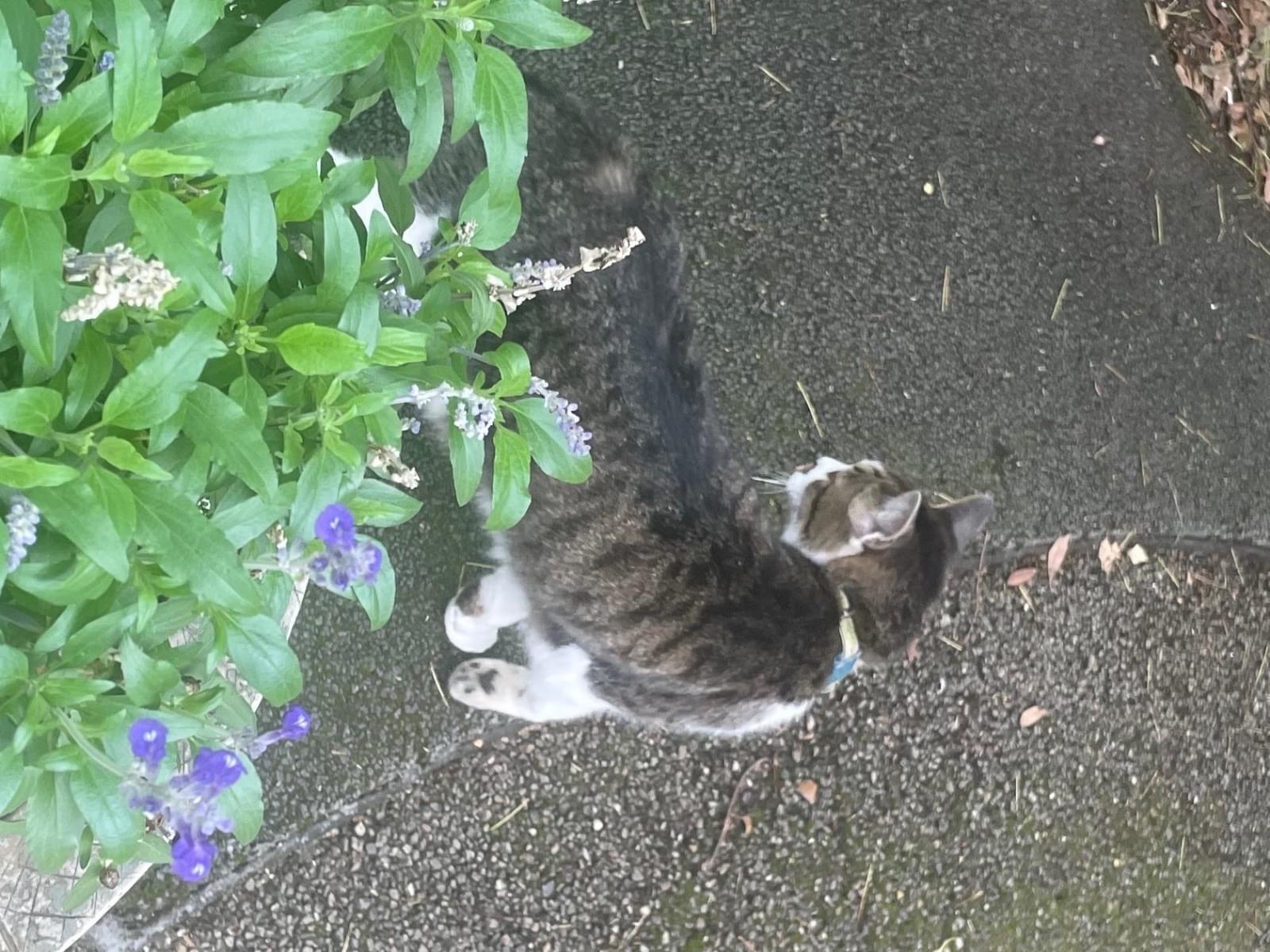 目撃された猫
