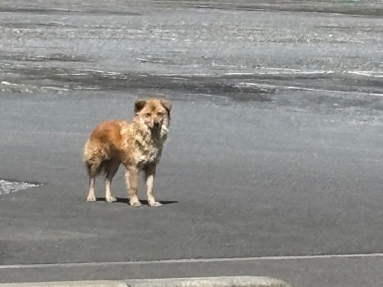 目撃された犬 目撃された犬