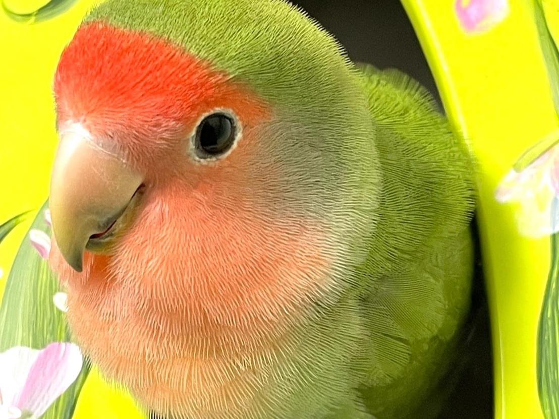 ちょびちゃん ちょびちゃん