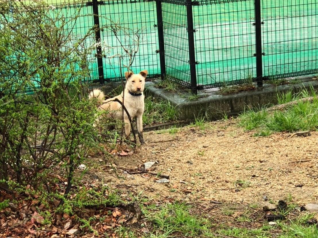 目撃された犬 目撃された犬