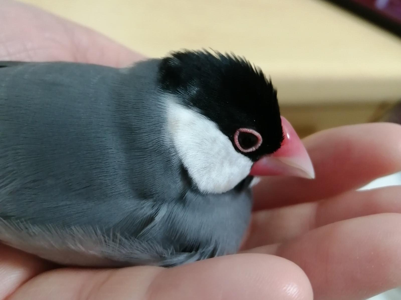 スープちゃん スープちゃん