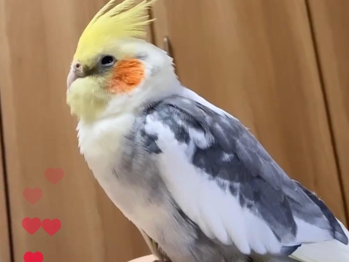 ぽちちゃん ぽちちゃん