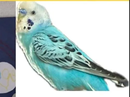 セキセイインコ　a⑥ セキセイインコを探しています。