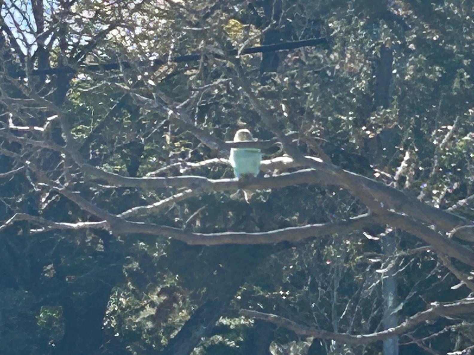 目撃された鳥 目撃された鳥