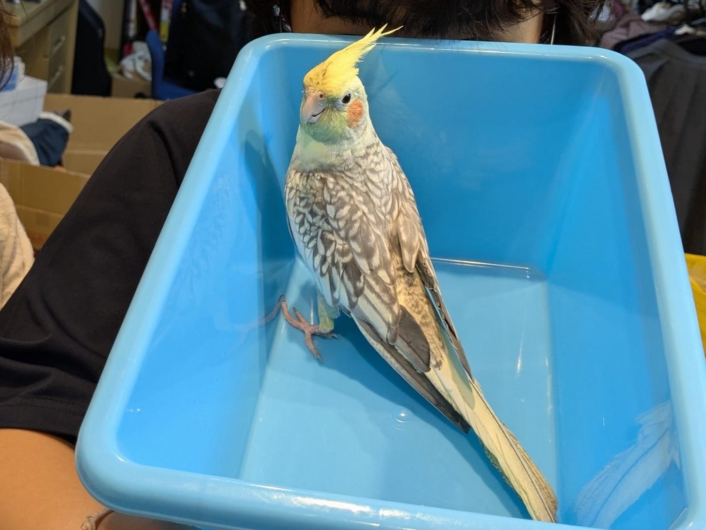 くぅくぅちゃん くぅくぅちゃん