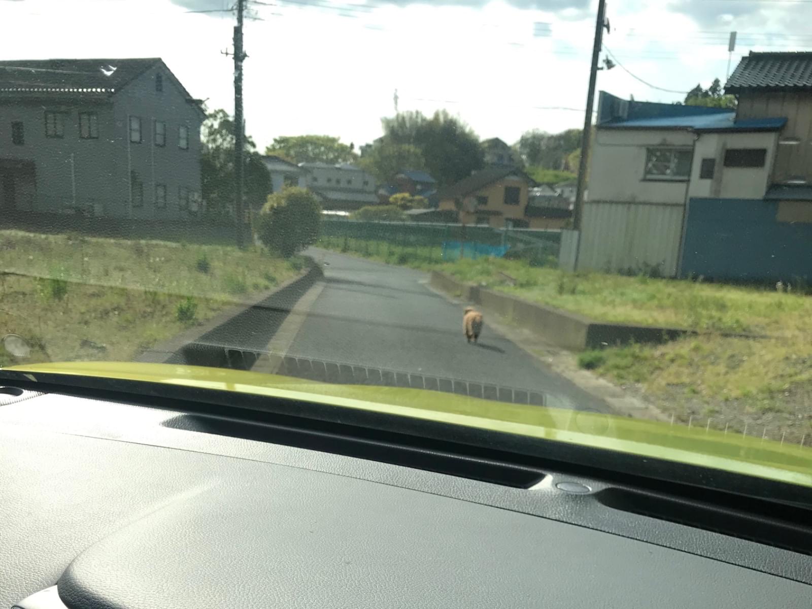 目撃された犬 目撃された犬
