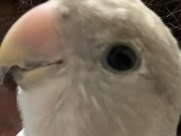 きゅーちゃん きゅーちゃん