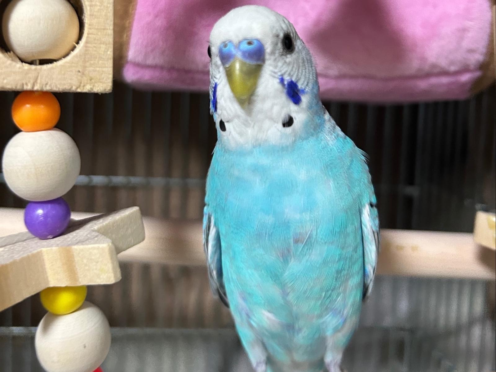 あおちゃん あおちゃん